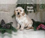 Puppy Nicole English Cream Golden Retriever