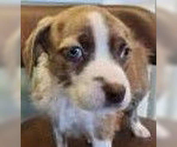 Medium Photo #1 Mutt Puppy For Sale in Royal Palm Beach, FL, USA