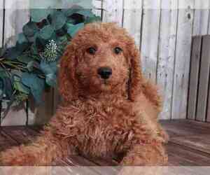 Goldendoodle Puppy for sale in MOUNT VERNON, OH, USA