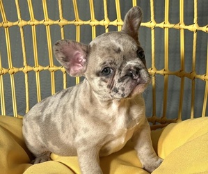 French Bulldog Puppy for sale in ANNAPOLIS, MD, USA