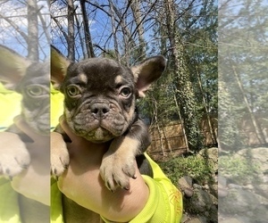 French Bulldog Puppy for sale in EMERSON, NJ, USA