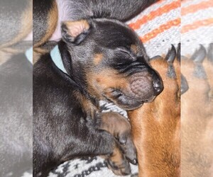 Medium Doberman Pinscher