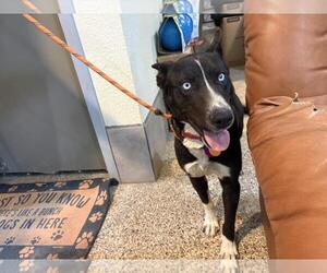 Border-Aussie Dogs for adoption in Incline Village, NV, USA