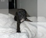 Small Photo #10 Cane Corso Puppy For Sale in TRACY, CA, USA