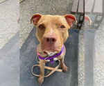 Small #6 American Staffordshire Terrier