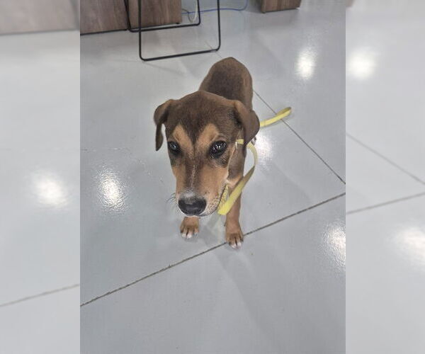 Medium Photo #1 Labrador Retriever-Unknown Mix Puppy For Sale in Temple, TX, USA