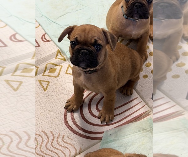 Medium Photo #1 French Bulldog Puppy For Sale in RIVERSIDE, CA, USA