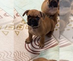 Puppy Brown collar French Bulldog