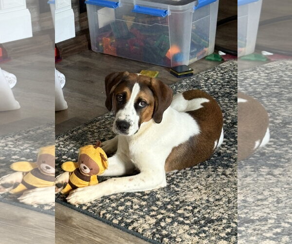 Medium Photo #3 Boxer-Unknown Mix Puppy For Sale in Newfoundland, PA, USA
