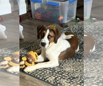Small #2 Boxer Mix