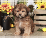 Small #1 ShihPoo