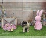 Small #10 Catahoula Leopard Dog