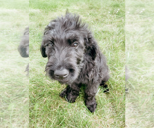 Labradoodle Puppy for sale in SIDNEY, OH, USA