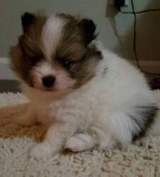 Pomeranian Puppy for sale in BETHEL, OH, USA