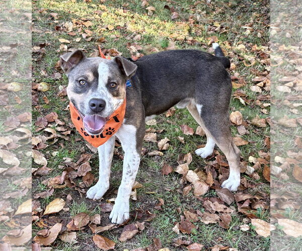 Medium Photo #5 American Staffordshire Terrier-Unknown Mix Puppy For Sale in Spring Lake, NJ, USA