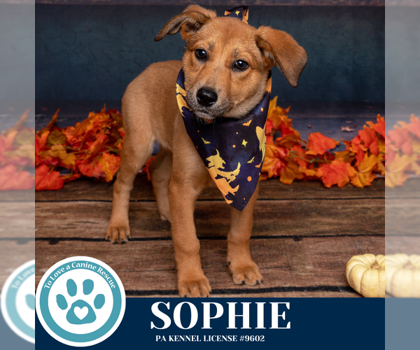 Medium Photo #2 Bulldog-Unknown Mix Puppy For Sale in Kimberton, PA, USA