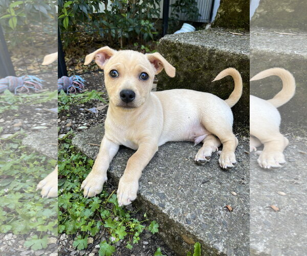 Medium Photo #2 Chiweenie Puppy For Sale in Milwaukie, OR, USA
