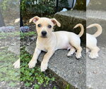 Small #1 Chiweenie