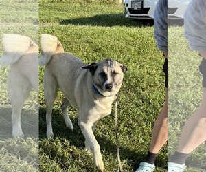 Anatolian Shepherd Dogs for adoption in Forest, VA, USA