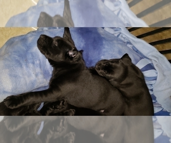 Medium Photo #24 Labrador Retriever Puppy For Sale in WOODLAND, WA, USA