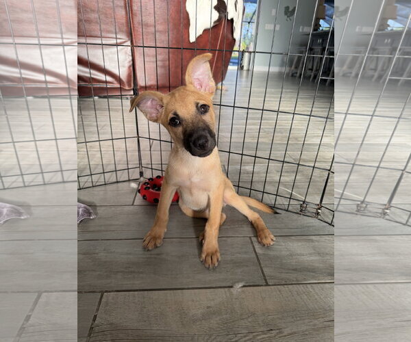Medium Photo #11 Mutt Puppy For Sale in Naples, FL, USA
