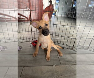 Karlen - Male Mutt Dog for Adoption - Photo #11