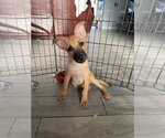 Small #10 Mutt