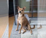 Small #2 Boston Terrier Mix