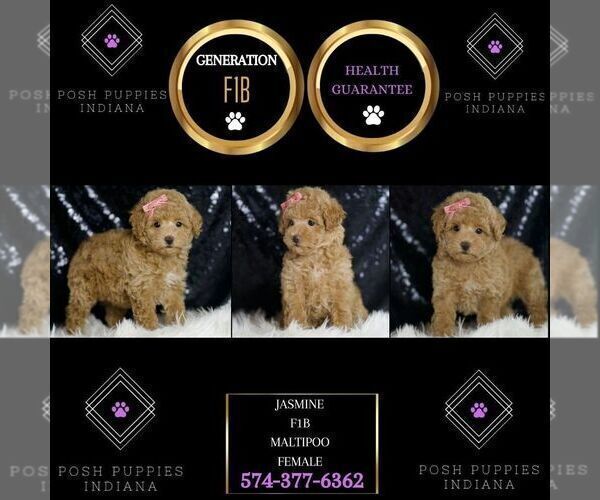 Medium Photo #96 Maltipoo Puppy For Sale in WARSAW, IN, USA