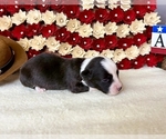 Puppy saucy Cardigan Welsh Corgi