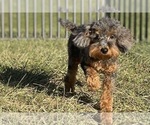 Small #3 Poodle (Toy)
