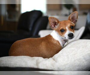 Chihuahua-Unknown Mix Dogs for adoption in Yuba City, CA, USA