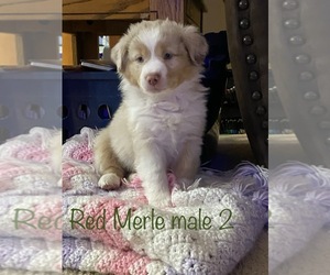 Australian Shepherd Puppy for sale in PINE CITY, MN, USA