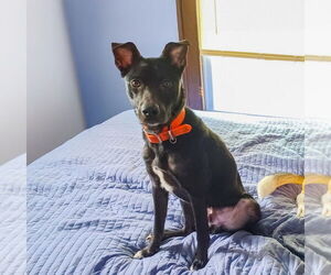 Border Collie Dogs for adoption in Minneapolis, MN, USA