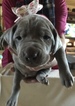 Small #2 Weimaraner