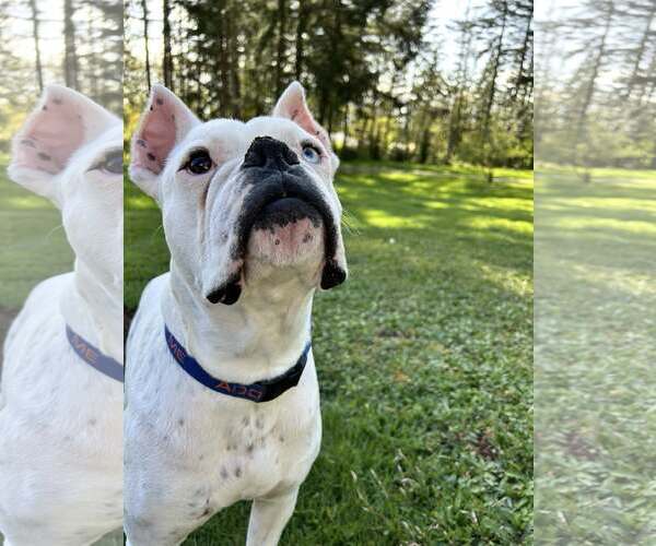 Medium Photo #3 Boxer Puppy For Sale in Stanwood, WA, USA