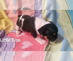 Small Photo #6 English Bulldog Puppy For Sale in COLUMBUS, OH, USA