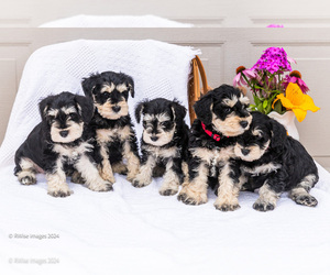 Schnauzer (Miniature) Puppy for sale in WAKARUSA, IN, USA