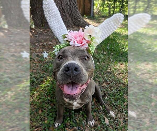 Medium Photo #6 American Staffordshire Terrier-Unknown Mix Puppy For Sale in Ocala, FL, USA