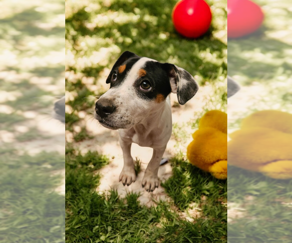Medium Photo #35 Basenji-Rat Terrier Mix Puppy For Sale in McKinney, TX, USA