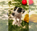 Small #34 Basenji-Rat Terrier Mix