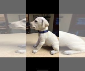 Labrador Retriever Puppy for sale in WHITMAN, NE, USA