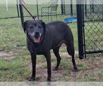 Small Labrador Retriever Mix
