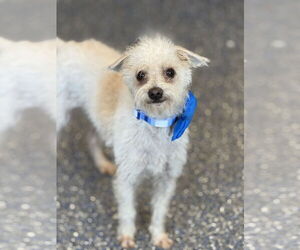 Maltese-Unknown Mix Dogs for adoption in Phoenix, AZ, USA