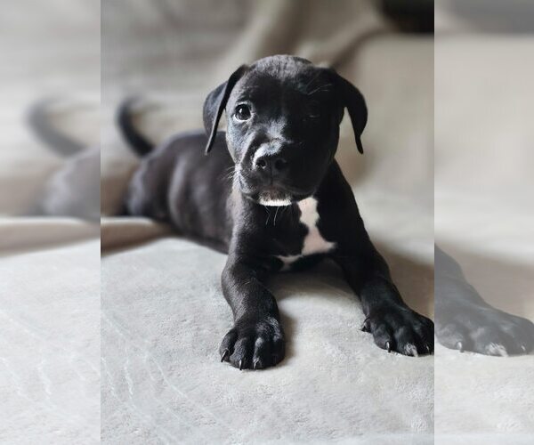 Medium Photo #8 American Staffordshire Terrier-Unknown Mix Puppy For Sale in Holly Springs, NC, USA