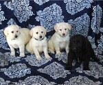 Small Photo #3 Labradoodle-Poodle (Miniature) Mix Puppy For Sale in GORDONVILLE, PA, USA