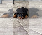 Small Photo #1 Rottweiler Puppy For Sale in PALM COAST, FL, USA