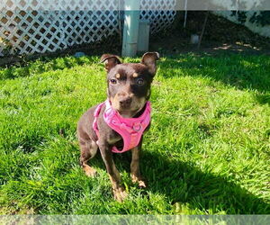 Mutt Dogs for adoption in Yuba City, CA, USA