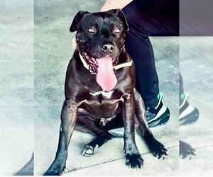 Mutt Dogs for adoption in Los Angeles, CA, USA