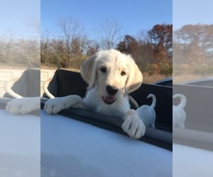 Labradoodle Puppy for sale in HEBRON, IN, USA